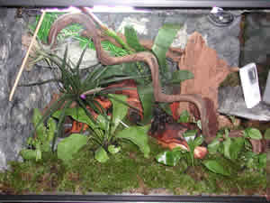 Terrarium fini